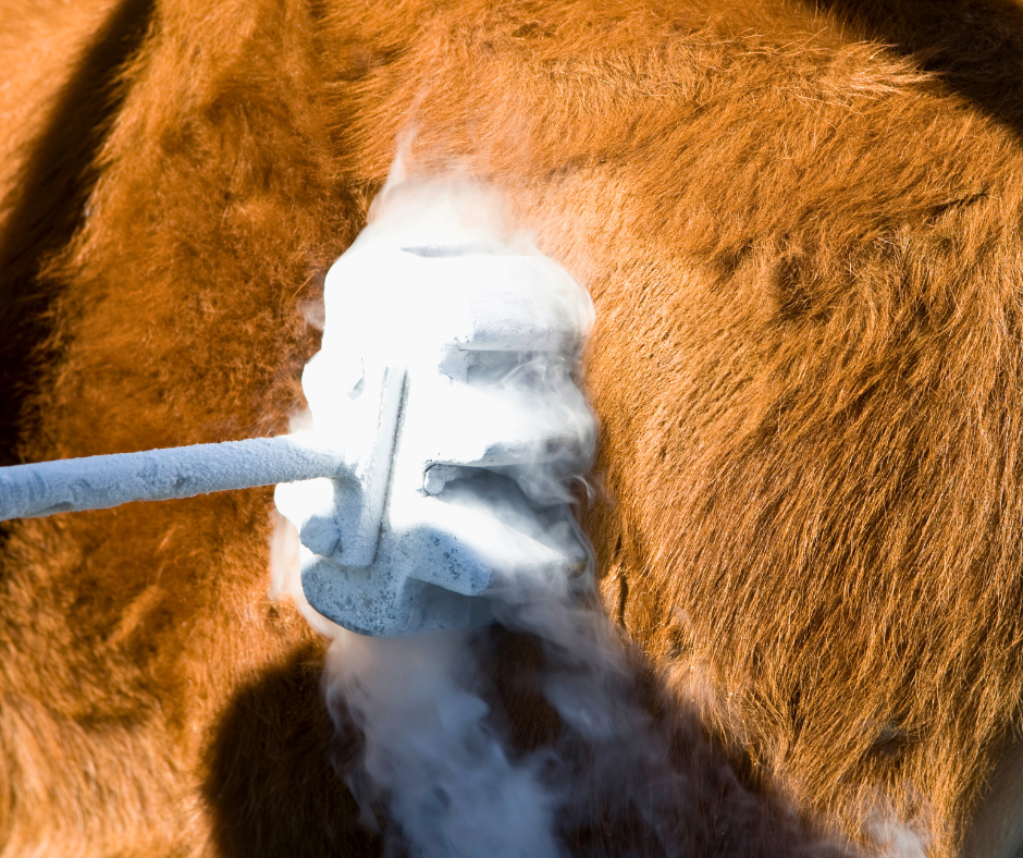 Livestock Branding