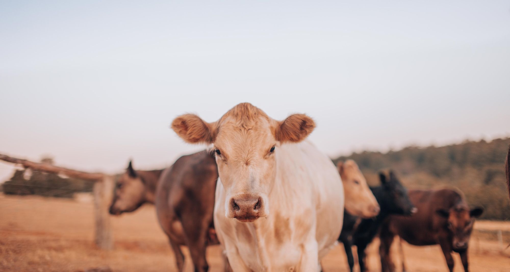 Cow Grazing