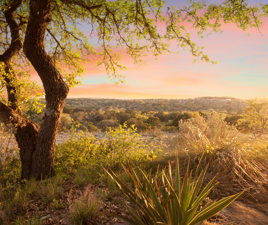 Resilience in the Face of Drought: The Transformation of Texas Hill Country Agriculture in the 1950s