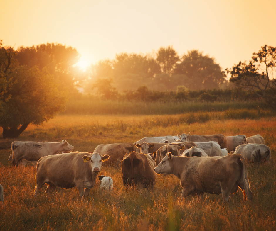 Cattle grazing on a field on a Texas Ranch during sunset