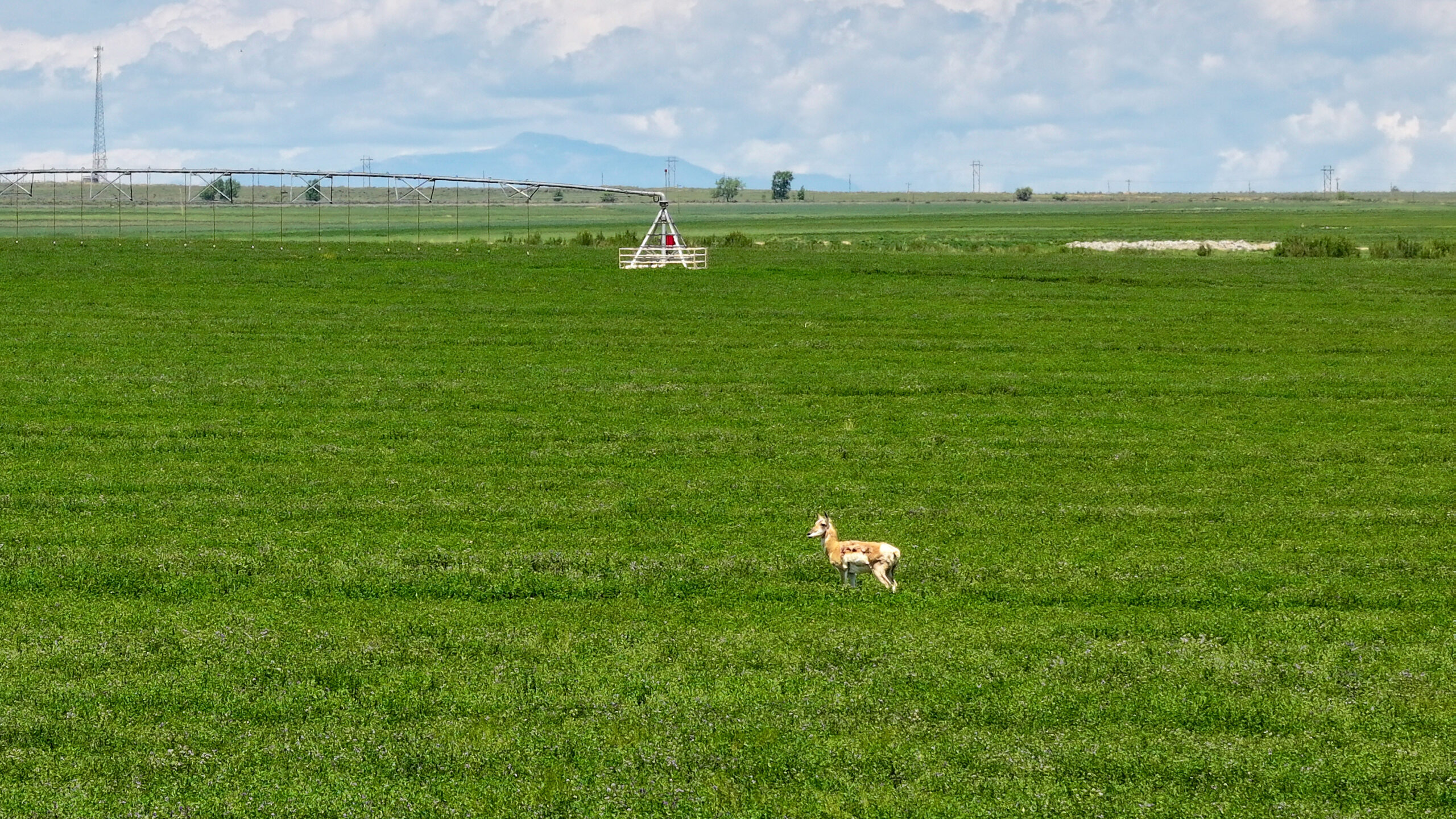 Oasis Farms photo 10
