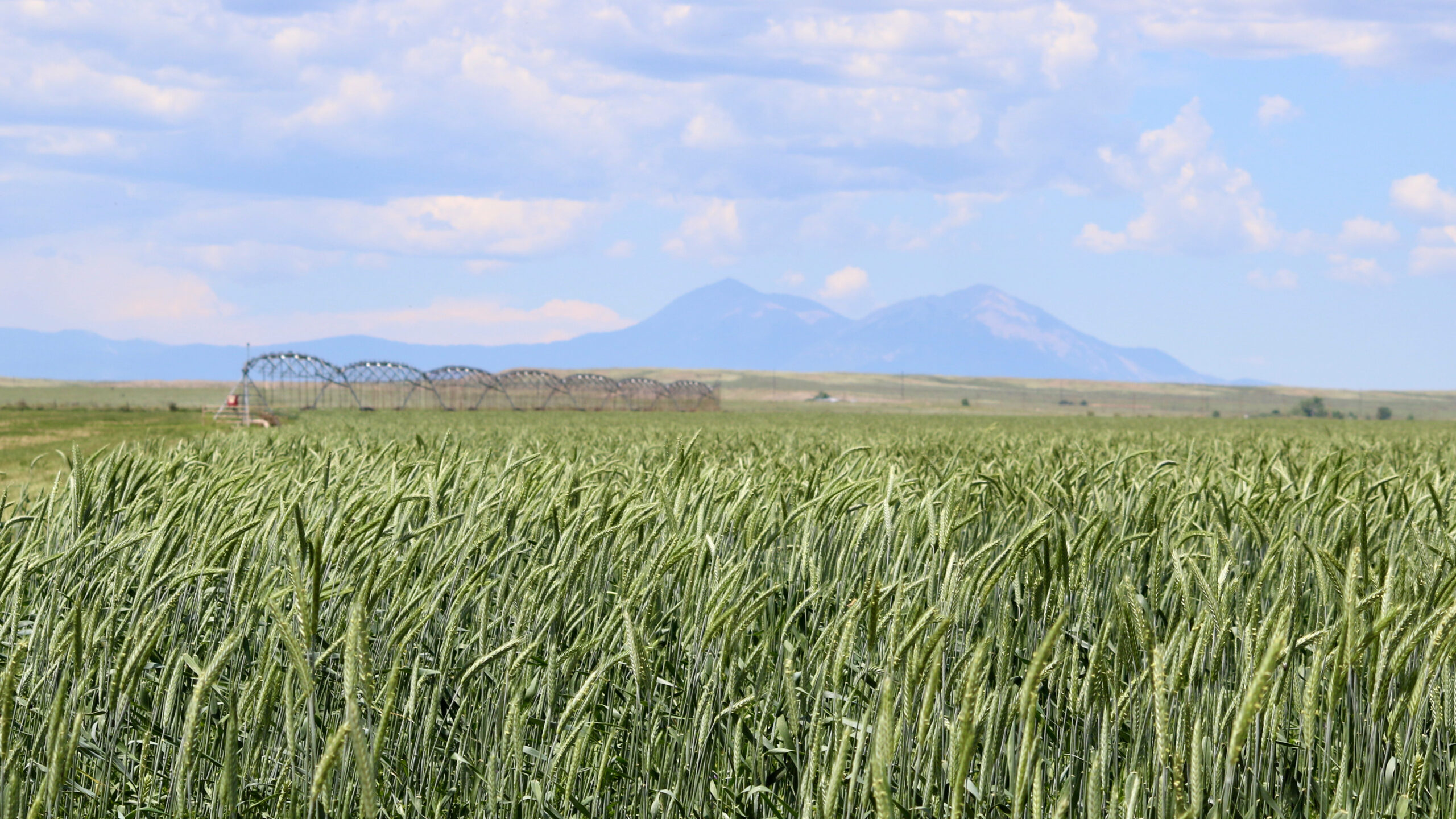 Oasis Farms photo 4