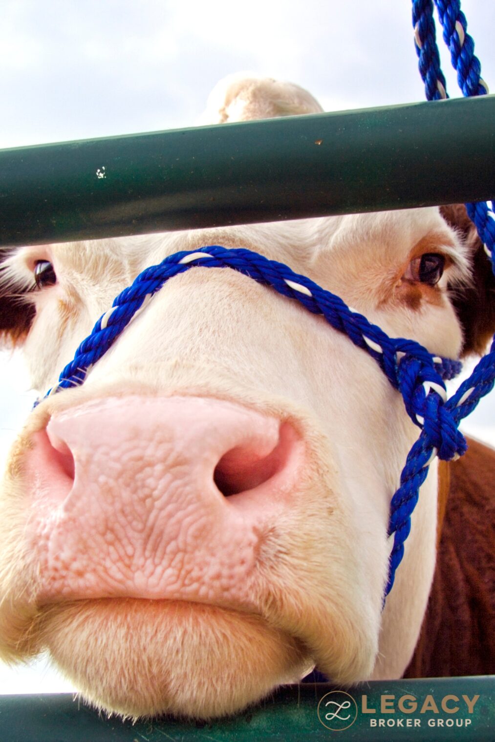A close-up of a show steer with a blue halter lead, the kind of animal exhibited at the San Antonio Stock Show & Rodeo.