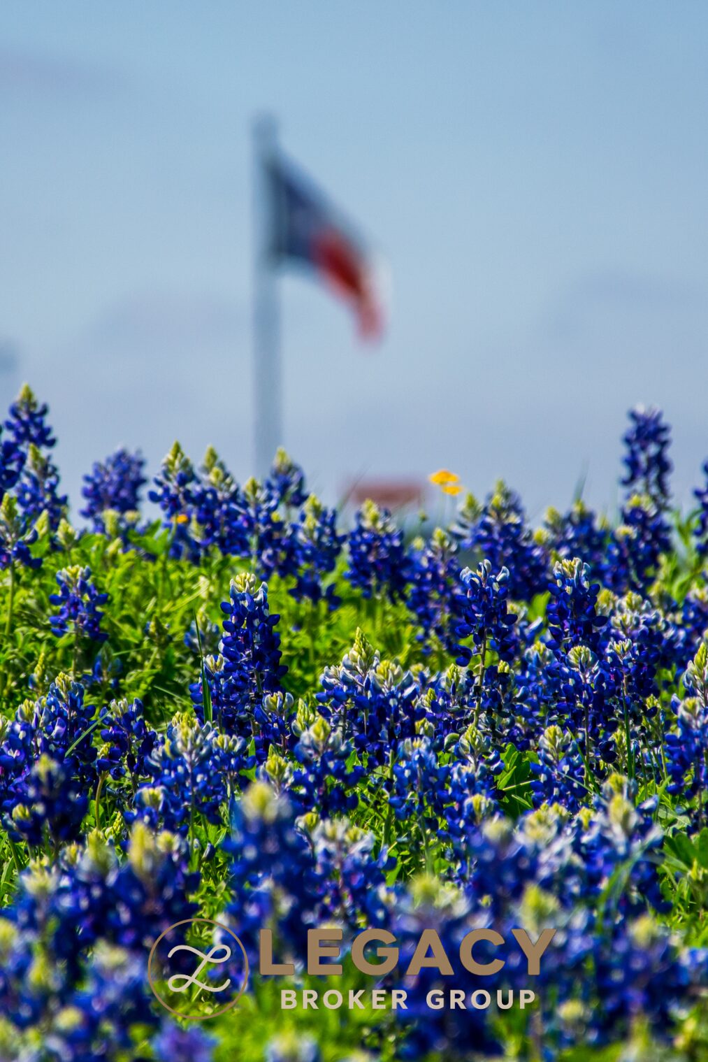 Texas bluebonnets blooming in front of a Texas state flag, a native plant popular in Texas Hill Country gardens each spring.