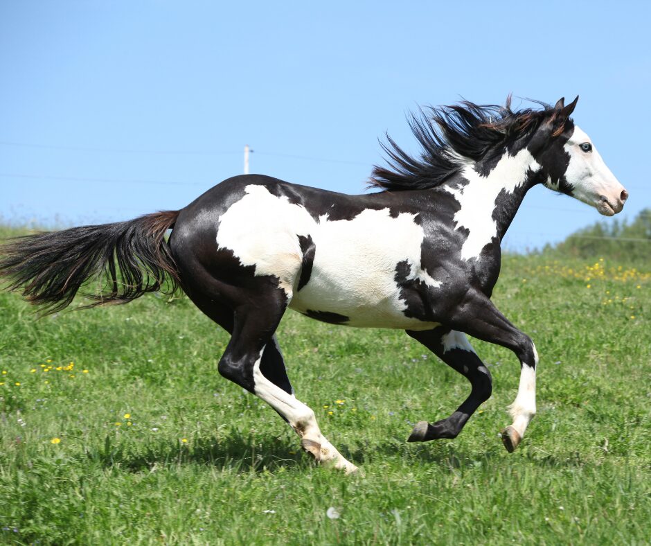 American Paint Horse black and white running