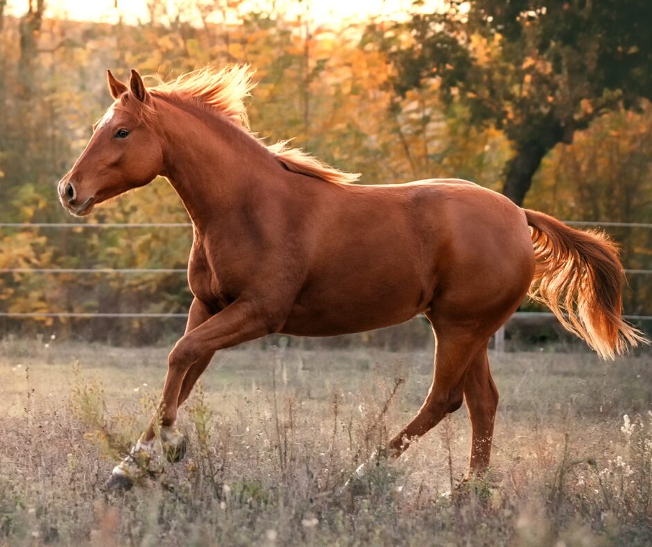 American quarter horse brown and galloping on a ranch in Texas