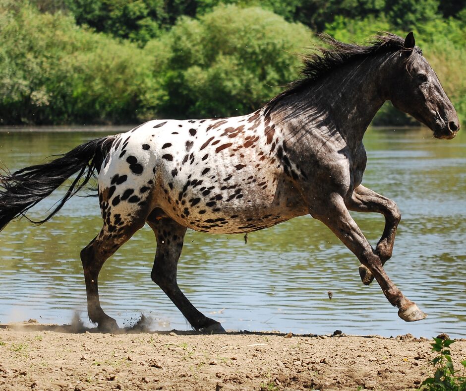 Appaloosa Horse with spots and is brown and white