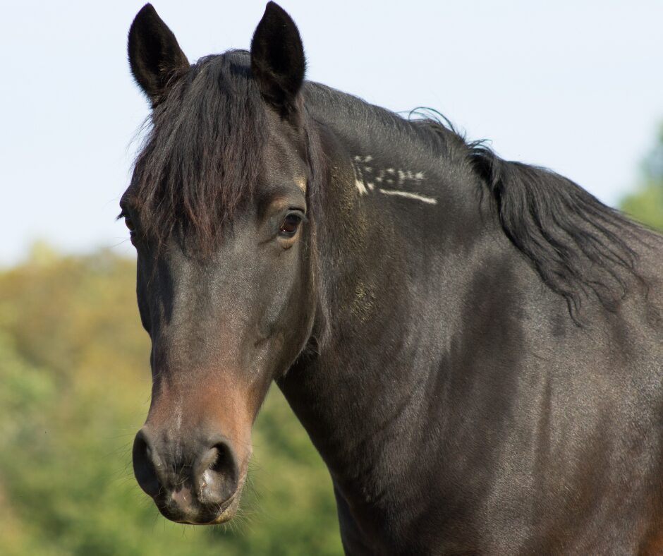 Black Mustang horse with a brand