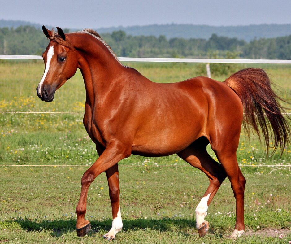 Brown Arabian horse with a white stripe down its nose