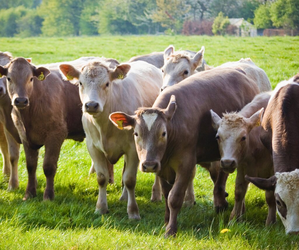 Cows on a ranch in the Texas Hill Country with ear tags.
