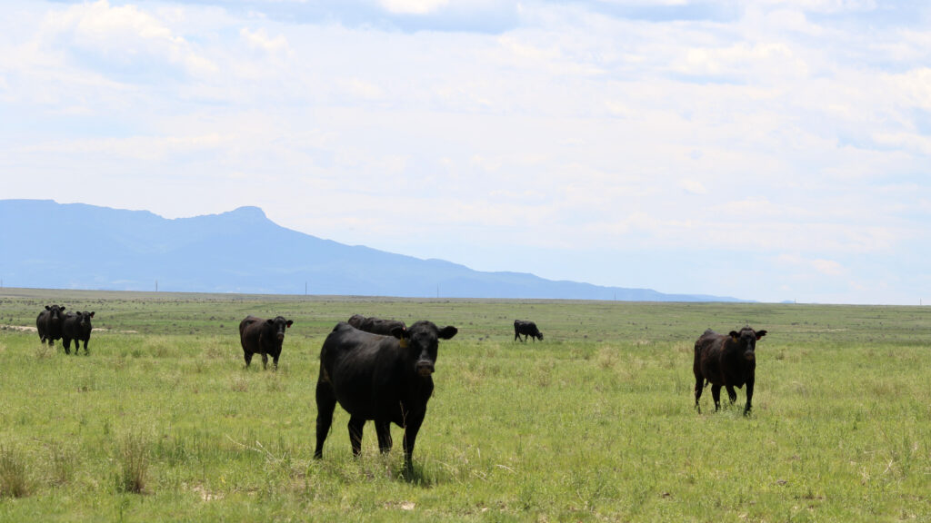 ranch cows land texas