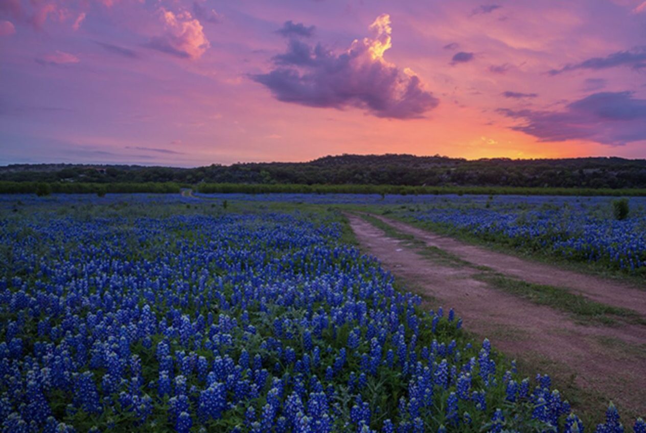 A field of Texas bluebonnets at sunset in Helotes, Texas, the official Texas state flower.