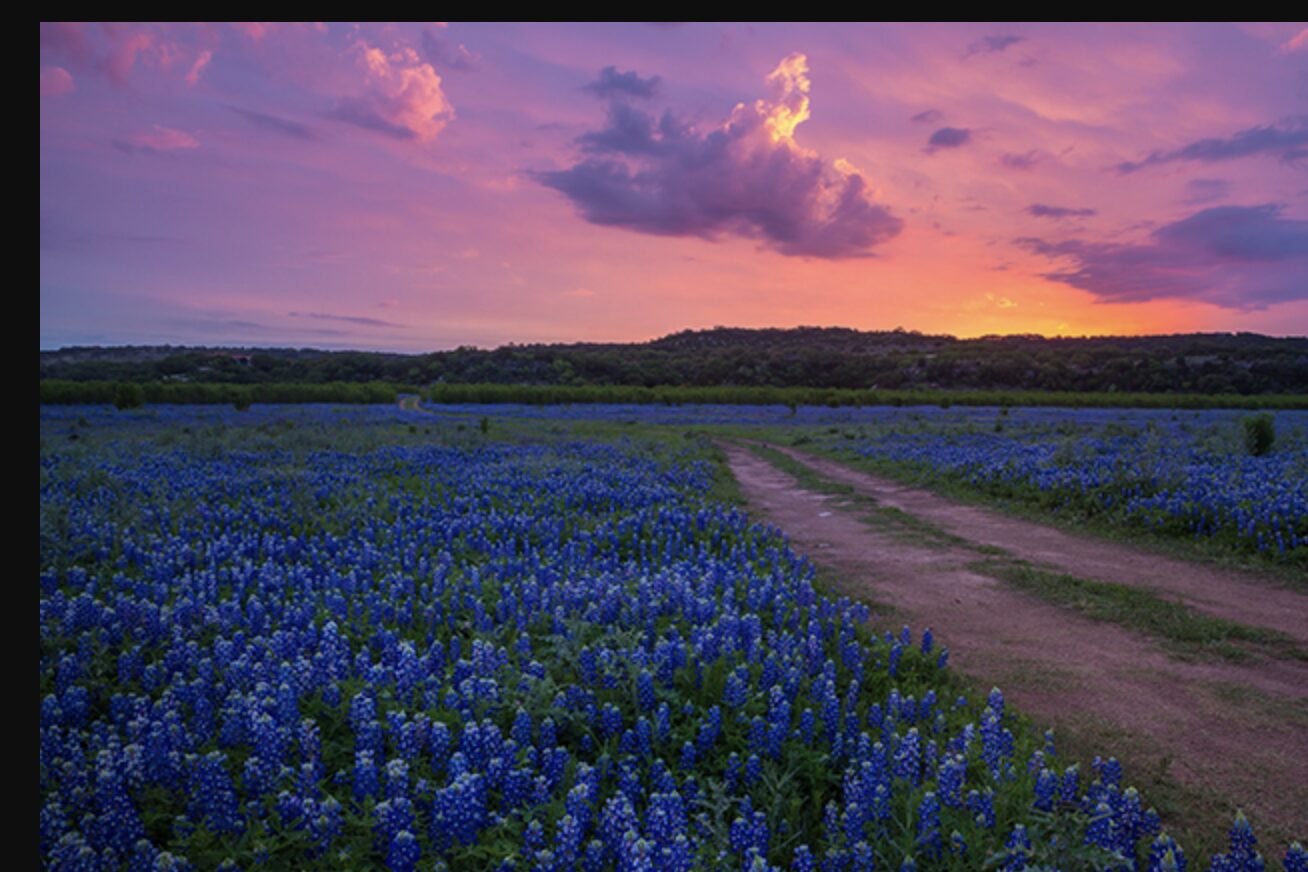 A field of Texas bluebonnets at sunset in Helotes, Texas, the official Texas state flower.