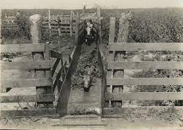vintage monochromatic image of cattle entering a dipping vat on a Texas ranch. Launching Your Texas Ranch Sale.